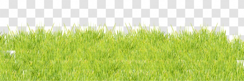 Vetiver Lawn Meadow Wheatgrass Green - Grass Family - Vibrant Transparent PNG