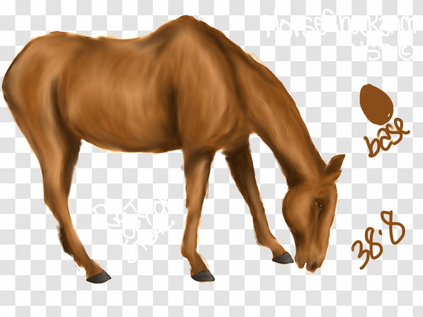 Mane Mustang Foal Colt Stallion - Snout Transparent PNG