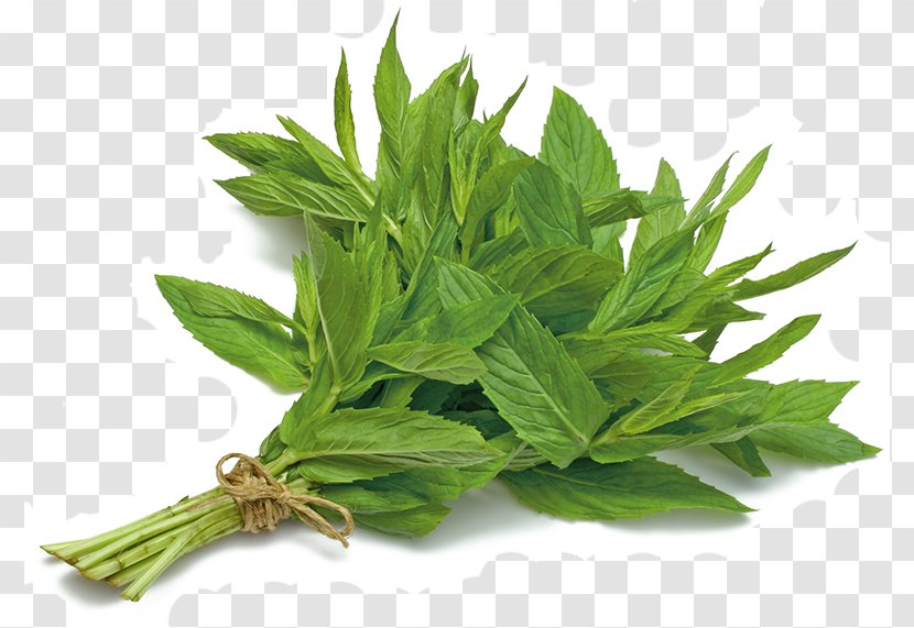 Herb Vegetable Ghormeh Sabzi Peppermint Parsley - Liquid Transparent PNG