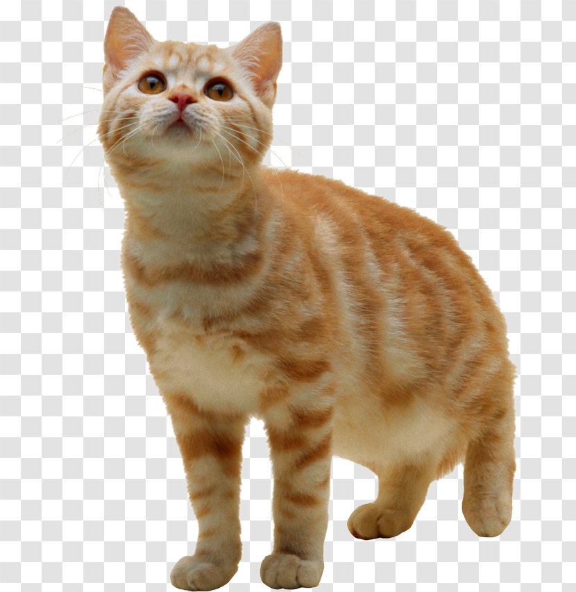 Birman Ragdoll Turkish Van Kitten Siamese Cat - Toyger Transparent PNG