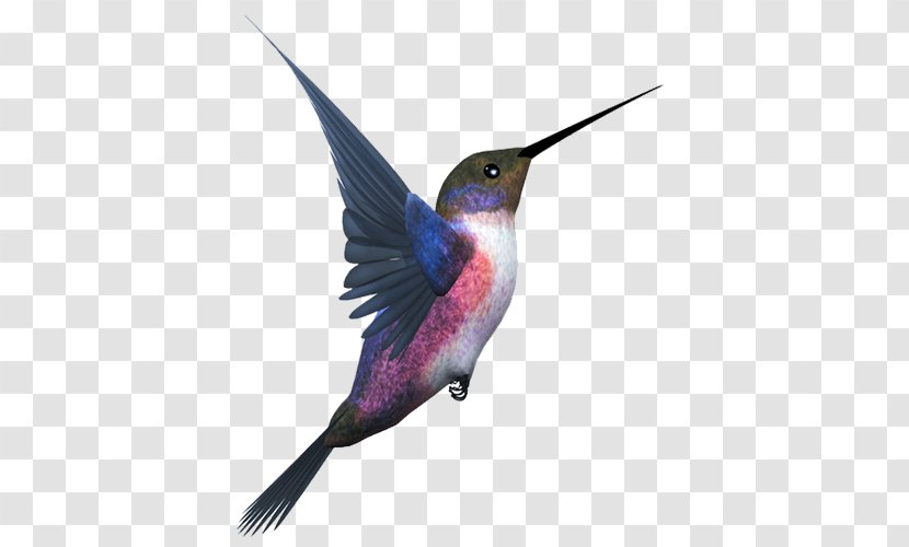 Hummingbird Flight Clip Art - Blue - Bird Transparent PNG