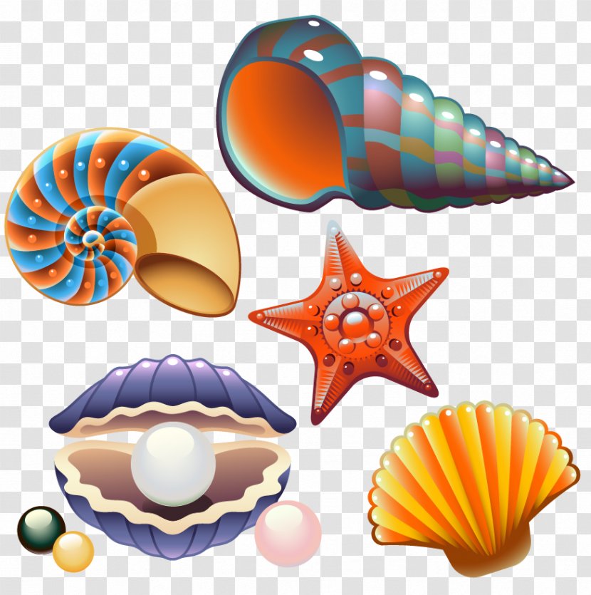 Clam Seashell Nautilidae Clip Art - Mollusc Shell - Sea Shells And Creative Class Transparent PNG