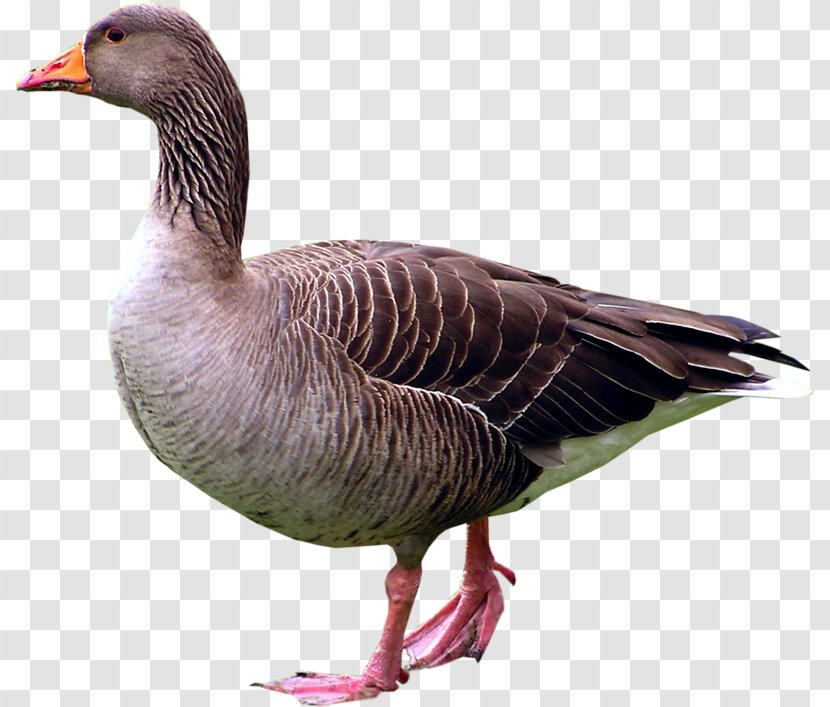 Duck Goose Bird Paper Anser - Beak - Black Transparent PNG