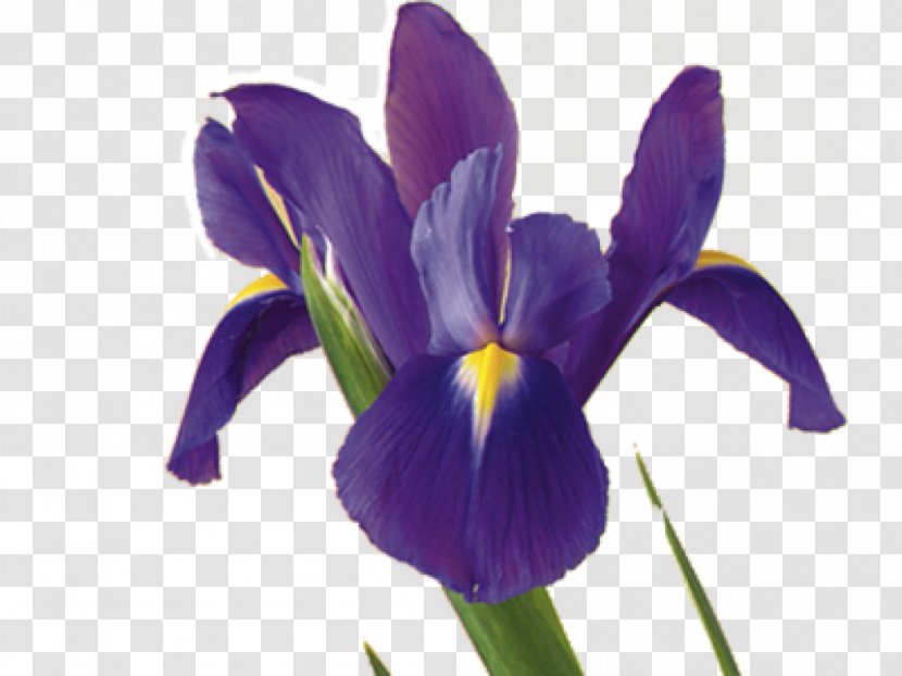 Iris Flower Data Set Plant Symbolism Versicolor - Irises Transparent PNG