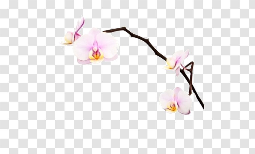 Flower Moth Orchid Plant Branch Petal - Wet Ink - Dendrobium Flowering Transparent PNG