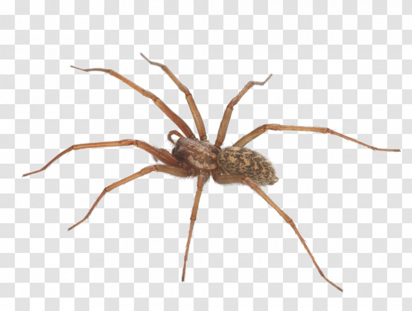 Spiders And Scorpions Wolf Spider Pest Control Brown Recluse Beneficial Insects - Araneus - Black Widow Drawing Transparent PNG