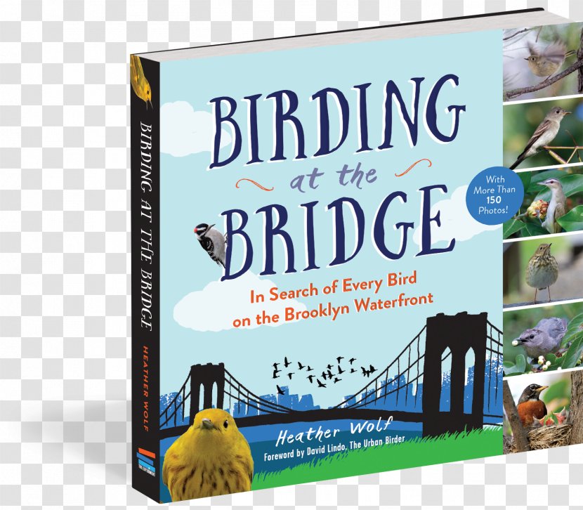 Birding At The Bridge: In Search Of Every Bird On Brooklyn Waterfront Birdwatching Great Florida Trail How To Be An Urban Birder - Ornithology Transparent PNG