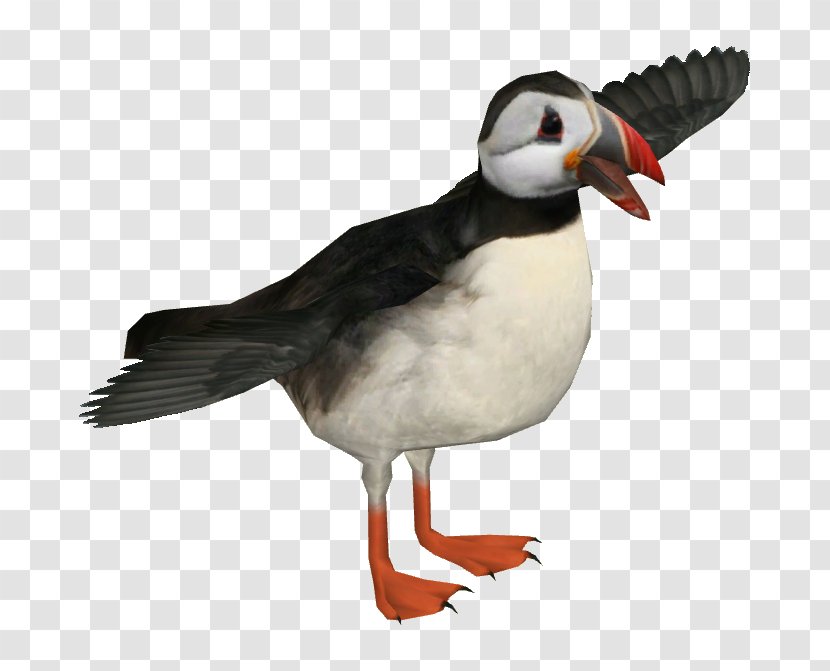 Atlantic Puffin Bird Razorbill Horned Penarium Transparent PNG