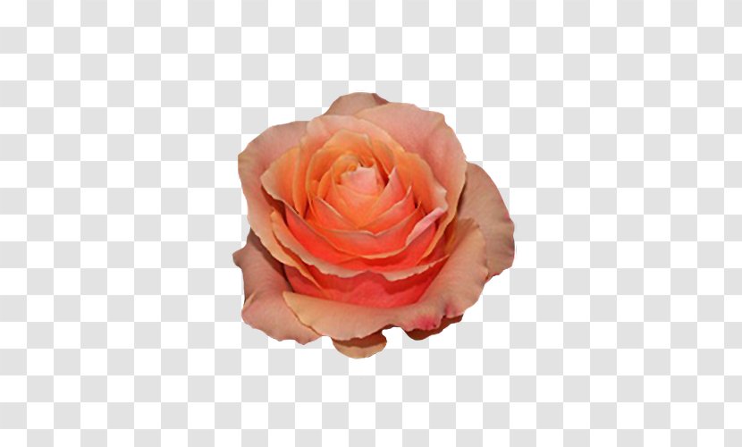 Garden Roses Cabbage Rose Floribunda Ecuador Flower - Orange Transparent PNG