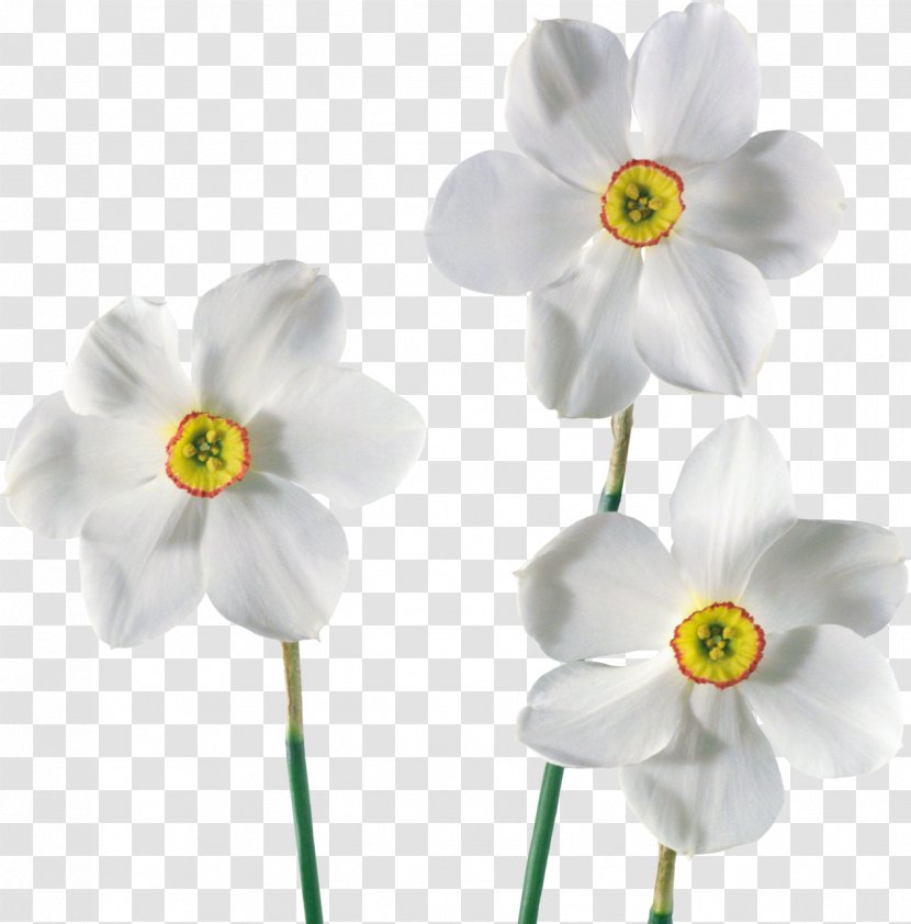 Daffodil Flower Clip Art - Plant Transparent PNG