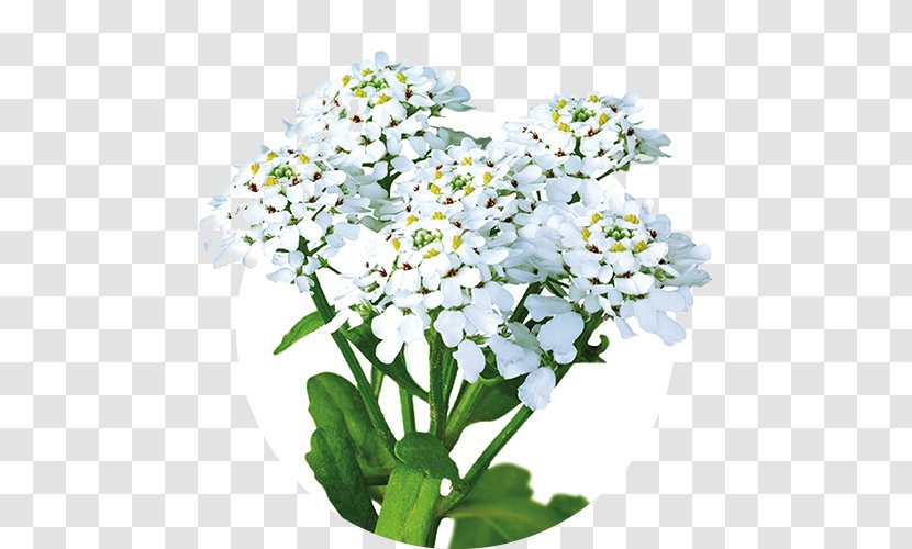 Annual Candytuft Iberogast Therapy Pharmaceutical Drug Health - Heart Transparent PNG