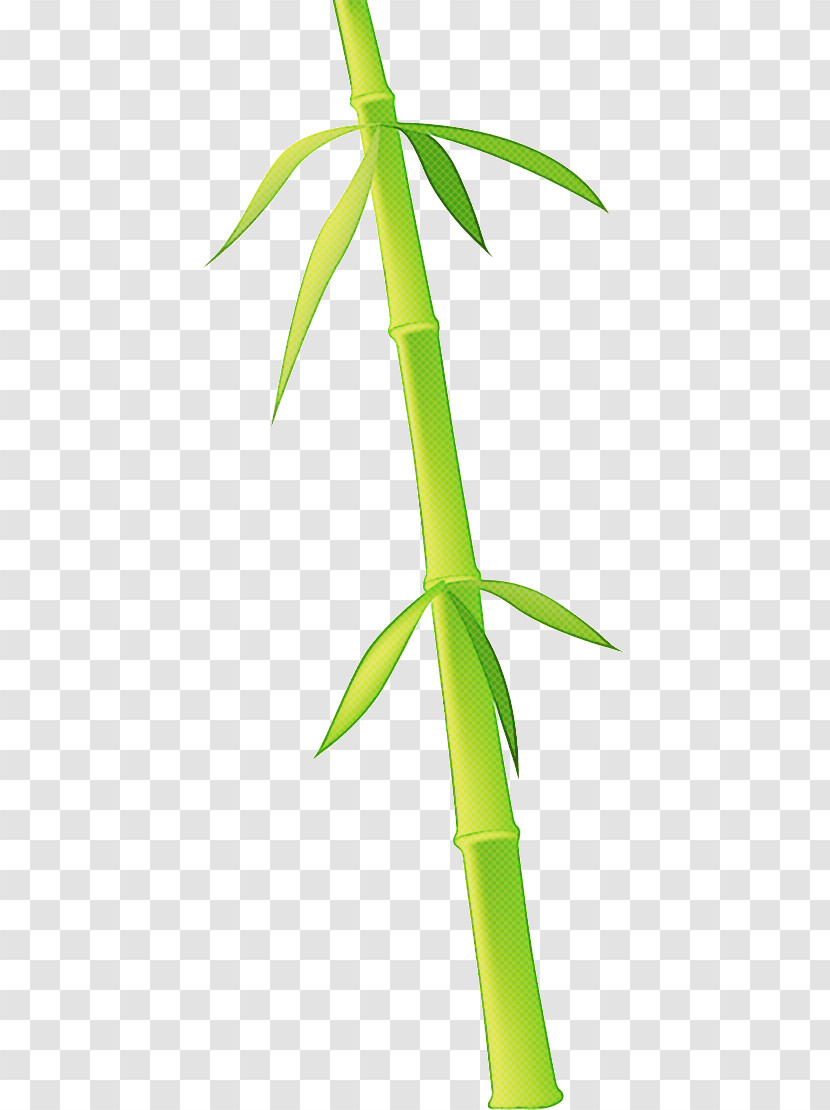 Bamboo Transparent PNG