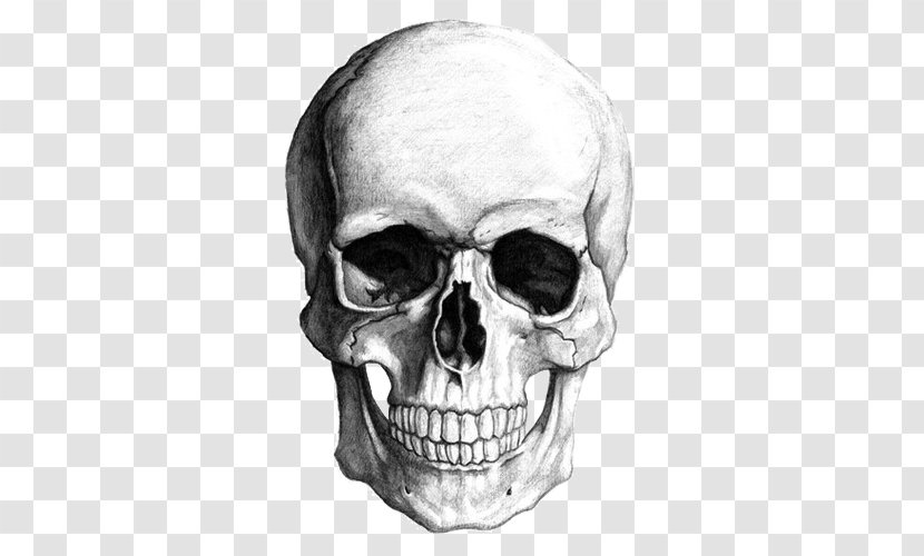 Skull Clip Art - Bone - Sketch Transparent PNG