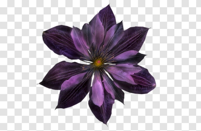 TinyPic Internet Video - Purple - Papaveri Transparent PNG