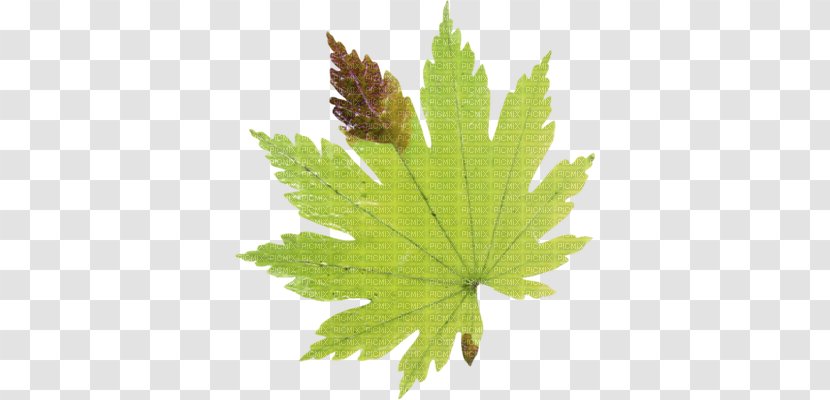 Maple Leaf Autumn Leaves Drawing - Hemp Transparent PNG