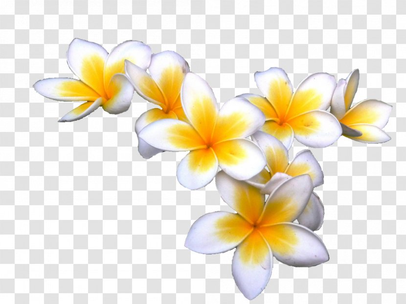 Frangipani Display Resolution Download Clip Art - Highdefinition Television - Tropical Flower Transparent PNG