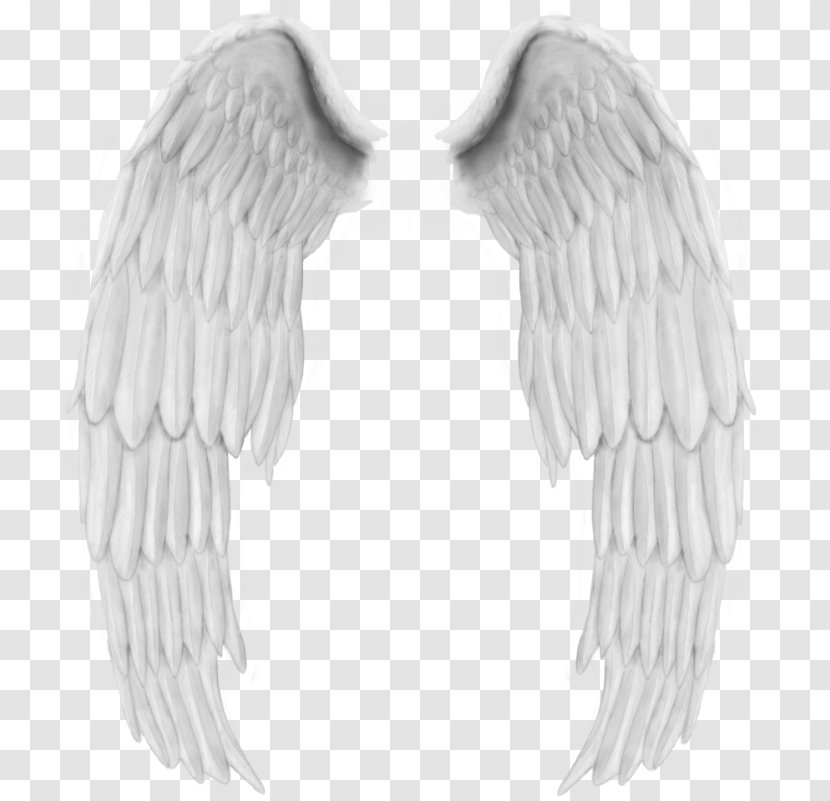 Angel Wing Bird - Photoscape Transparent PNG