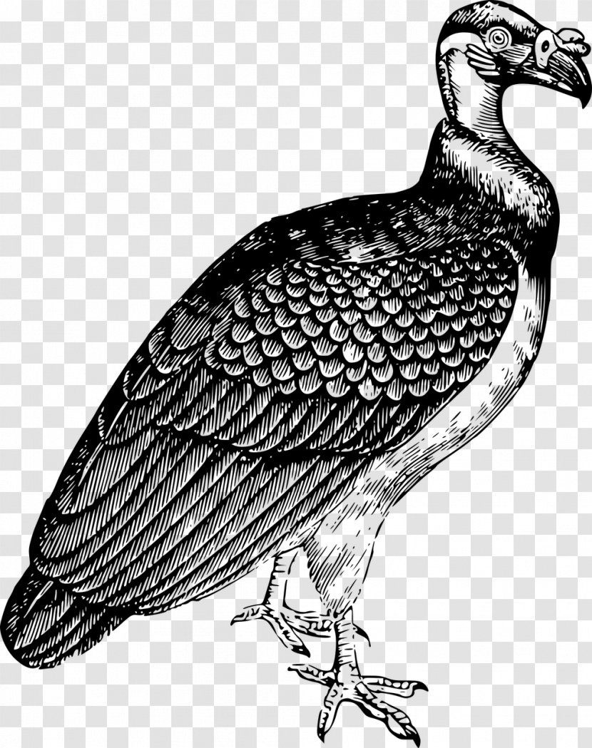 Animals Vulture - Griffon - Beak Transparent PNG