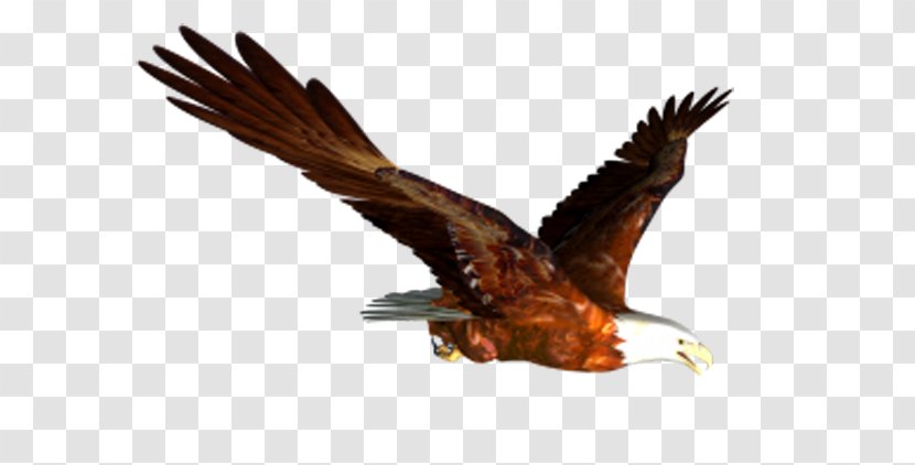Bald Eagle Flight Bird Clip Art - Flying Eagles Transparent PNG
