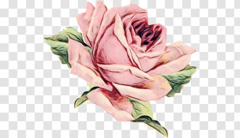 Garden Roses Transparent PNG