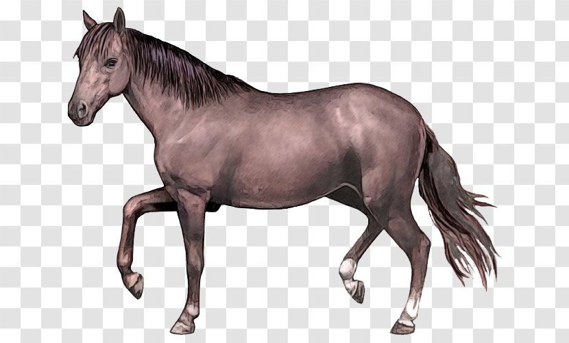 Narragansett Pacer Tennessee Walking Horse Standardbred Missouri Fox Trotter Canadian - Breed Transparent PNG