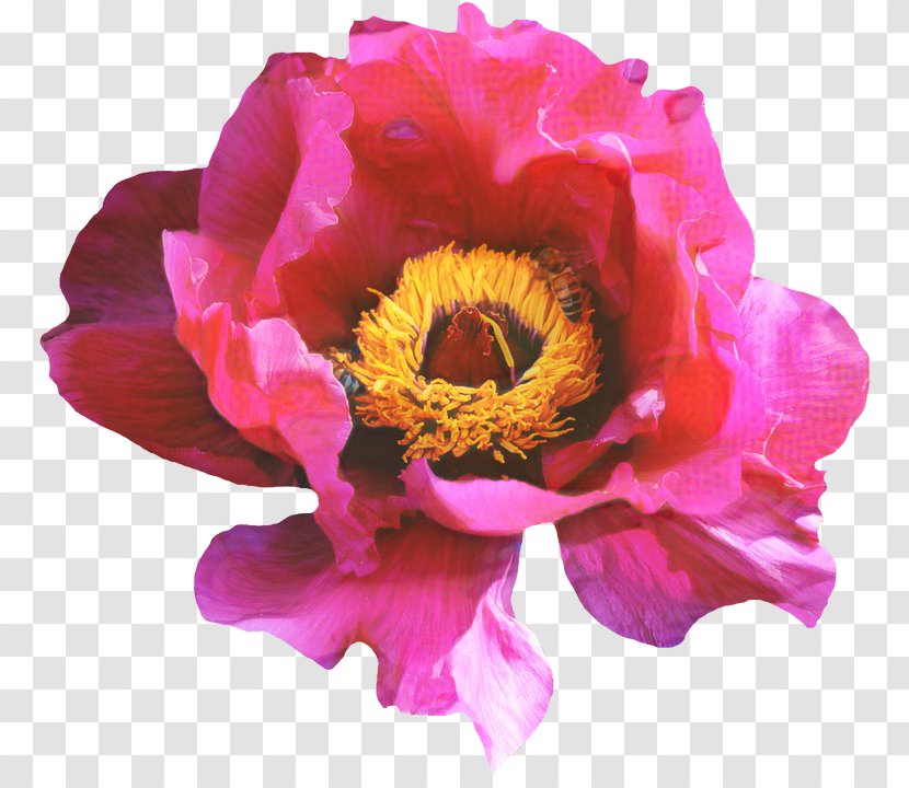 Rose Flower Blossom Peony Pink - Plant - Plants Transparent PNG