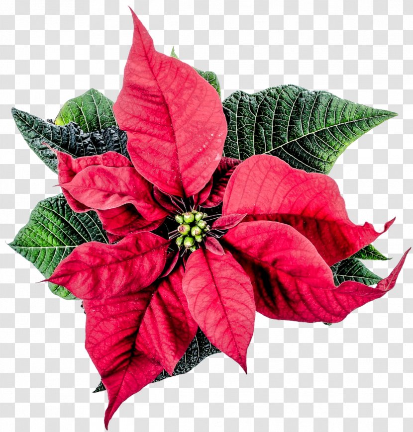 Flower Poinsettia - Leaf - Christmas Transparent PNG