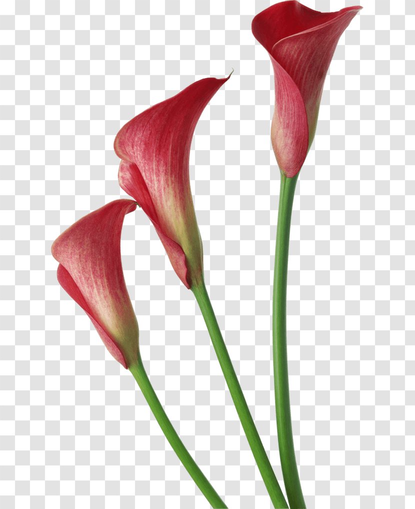 Arum-lily Bog Arum Lilium Clip Art - Flower Transparent PNG