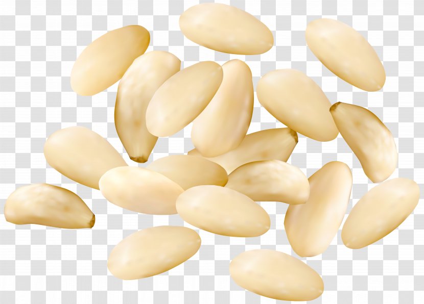 Nucule Peanut Commodity - Seed - Pine Nuts Clipart Image Transparent PNG