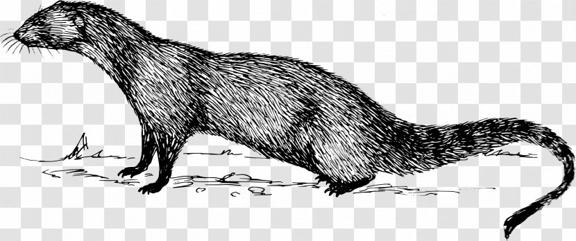 Mongoose Meerkat Sea Otter Deer Anteater - Ferret - Biology Transparent PNG