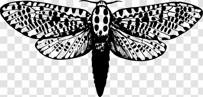 Butterfly Giant Leopard Moth Drawing - Brush Footed Transparent PNG