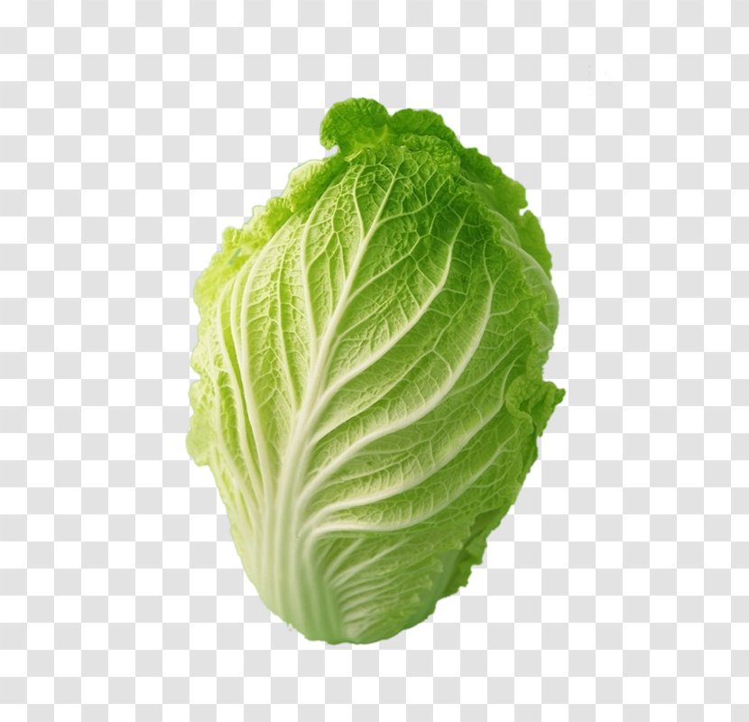 Napa Cabbage Bok Choy Chinese Cauliflower - Pictures Transparent PNG