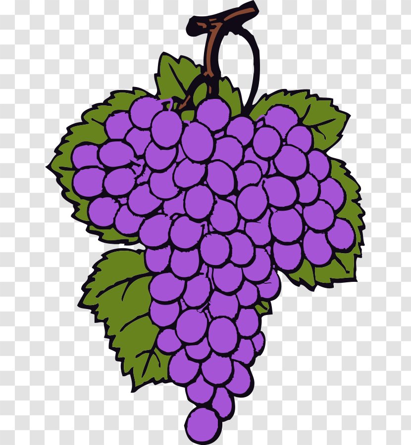 Wine Common Grape Vine Clip Art - Turnip Clipart Transparent PNG