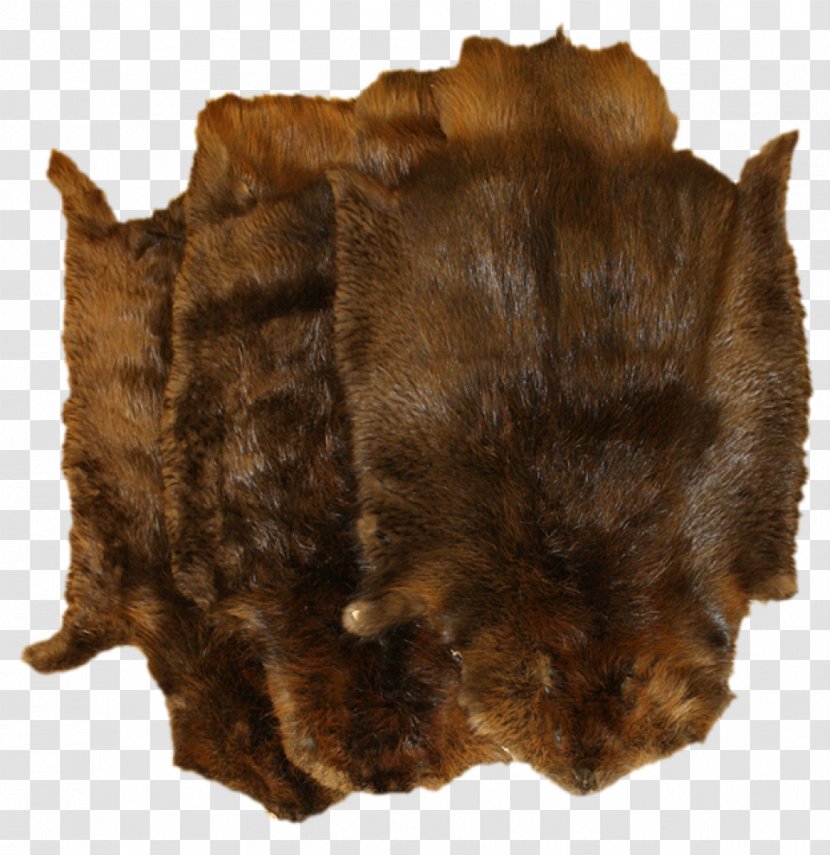 Fur Muskrat Canidae Biberfell Coypu - Coyotenfell - Wolf Transparent PNG