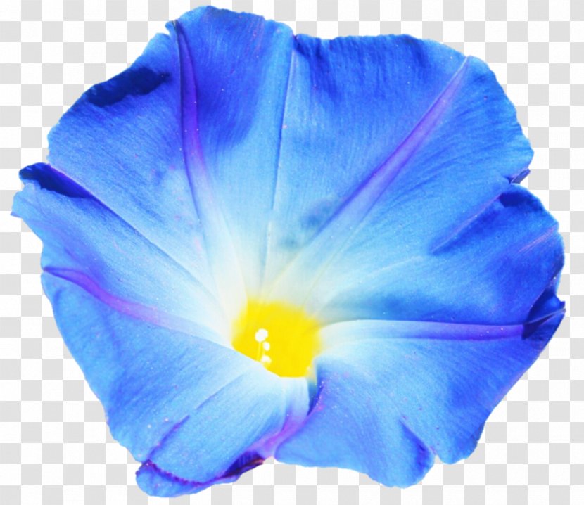 Beach Moonflower Blue Dawn Flower Morning Glory Violet - Petal - Clouds Transparent PNG