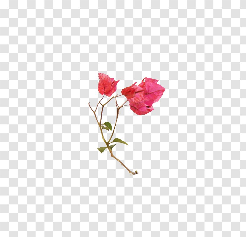 Bougainvillea Spectabilis Flower Glabra Petal Bud - Rose Order - Fiori Transparent PNG