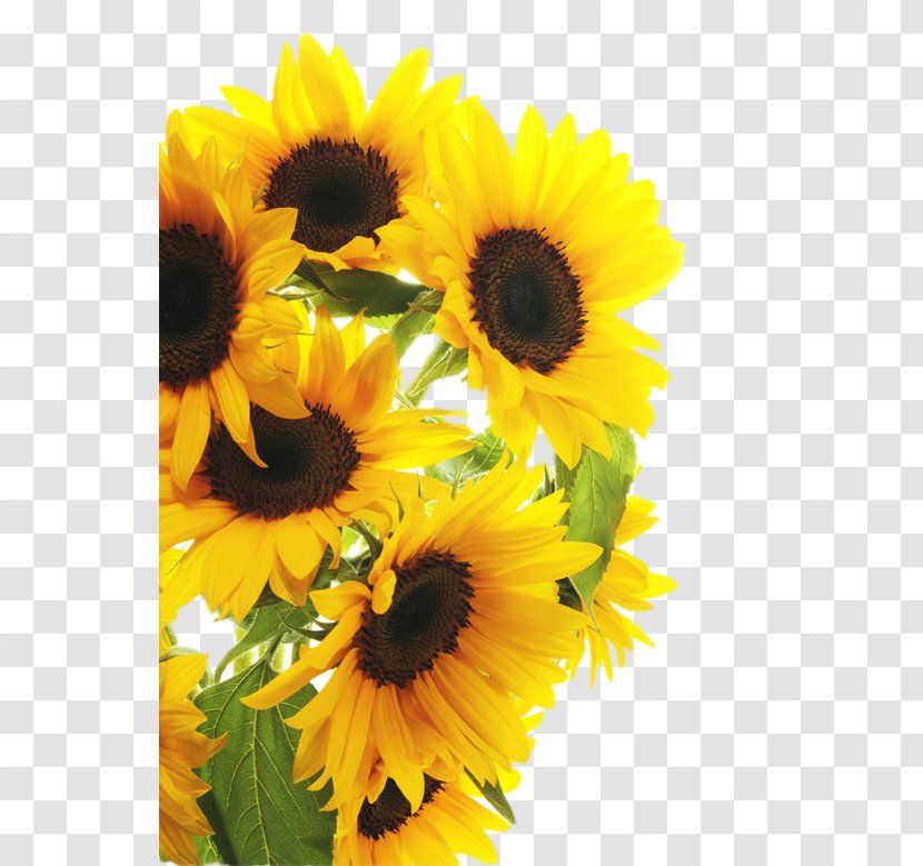 Common Sunflower Photography Clip Art - Floristry Transparent PNG