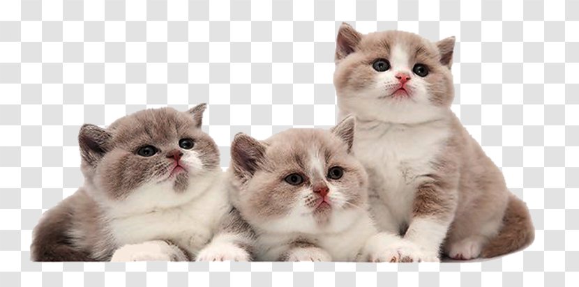 Cat Kitten Orijen - Like Mammal Transparent PNG