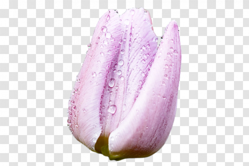 Lavender Transparent PNG