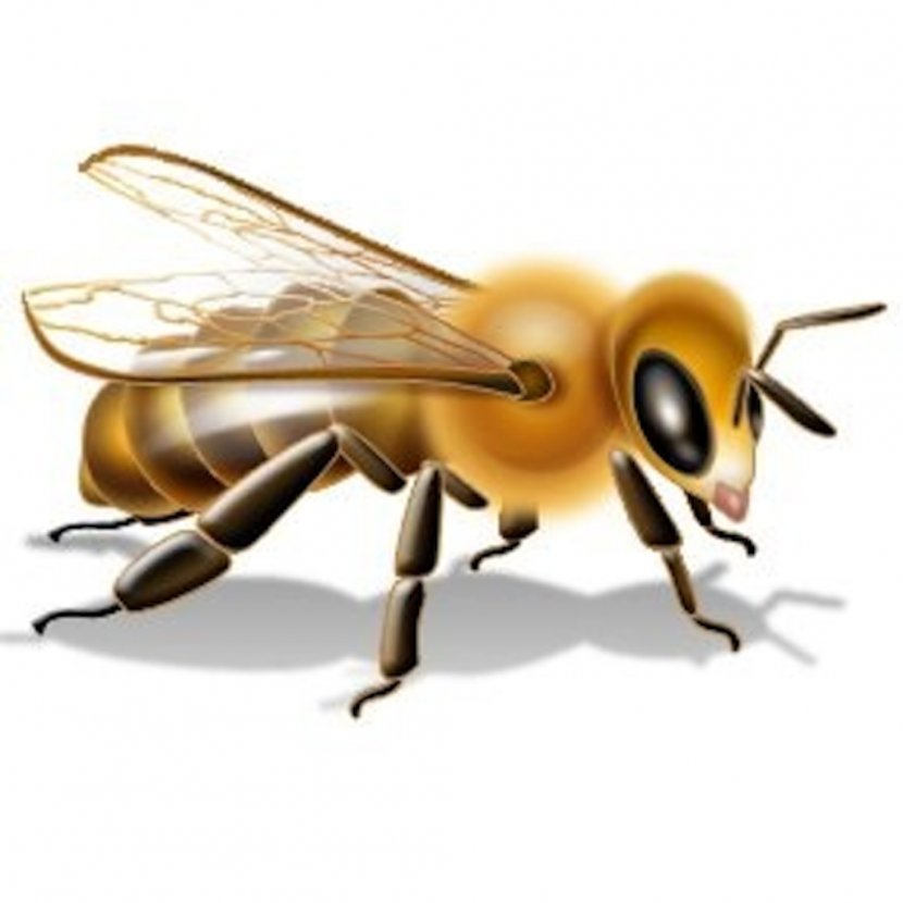 Bee Insecticide Pesticide Label Neonicotinoid Transparent PNG