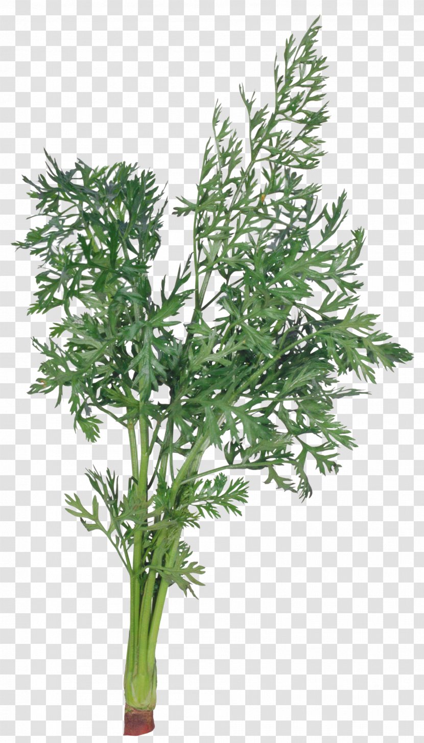Bargli Sabzavotlar Dill Herb Parsley Salad - Cabbage - Herbes Transparent PNG