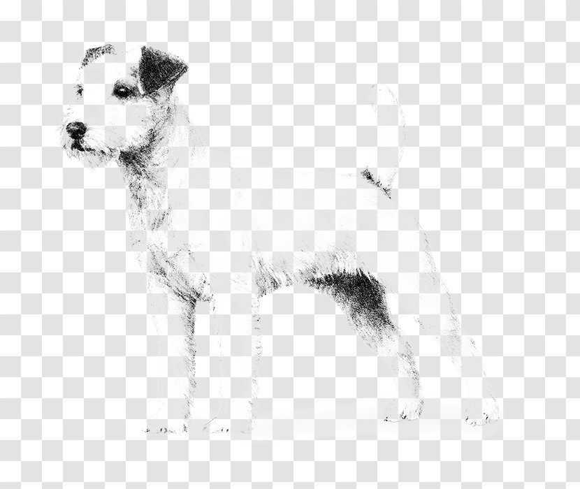 Wire Hair Fox Terrier Lakeland Parson Russell Puppy Rare Breed (dog) Transparent PNG