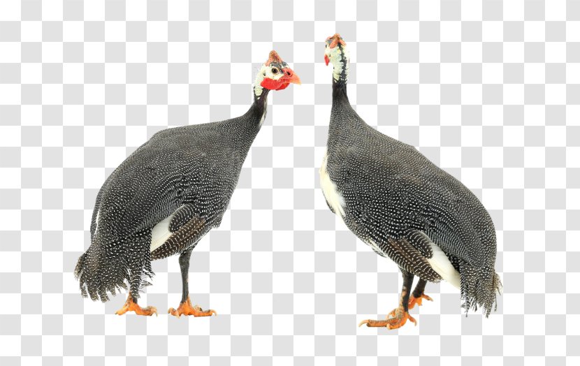 Turkey Meat Fauna Chicken As Food Beak Domestication - Domestic Guineafowl Transparent PNG
