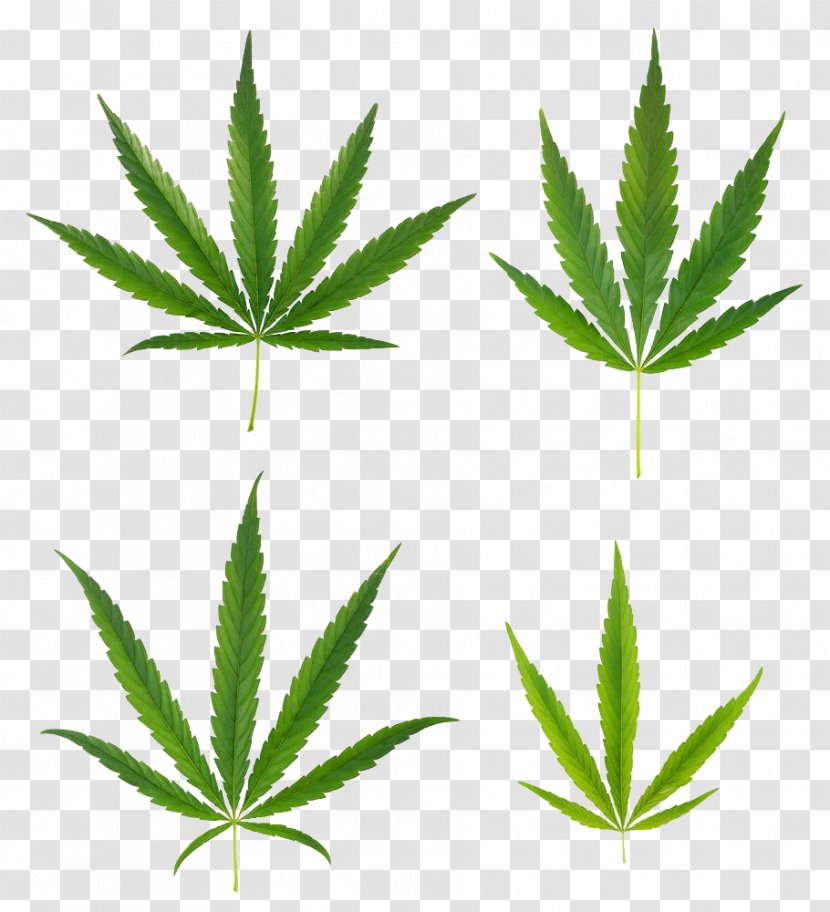 Cannabis Sativa Marijuana Ruderalis Leaf - Plant - A Variety Of Leaves Transparent PNG