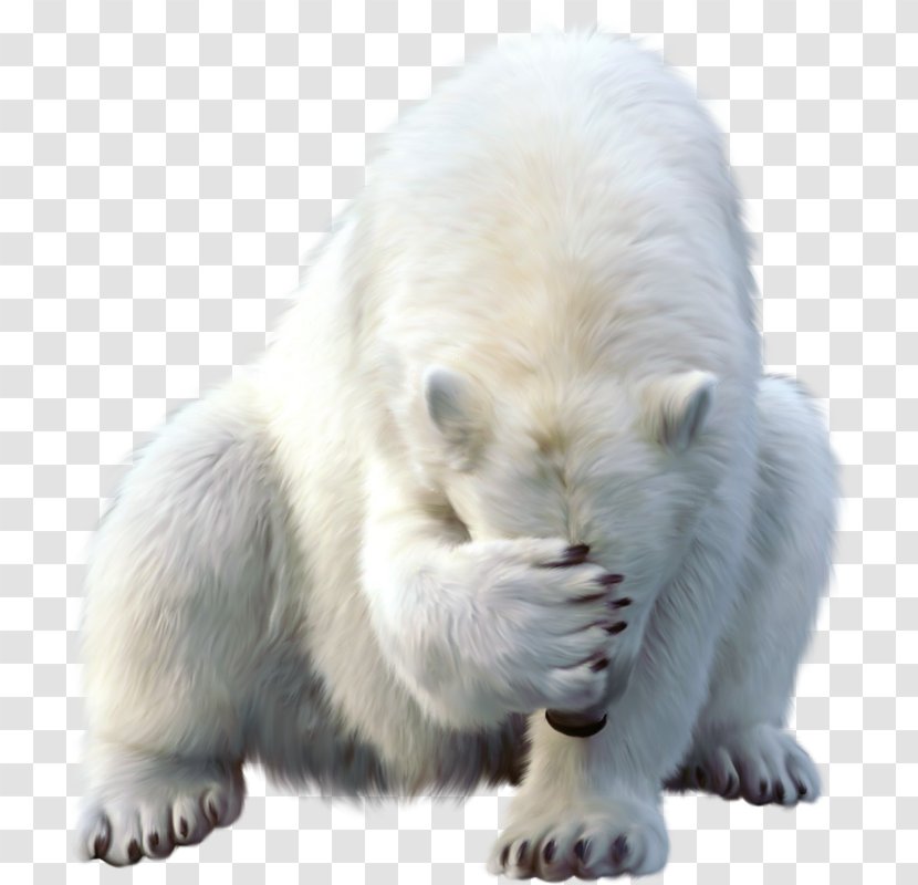 Polar Bear Walrus Animal North Pole - Keyword Tool Transparent PNG