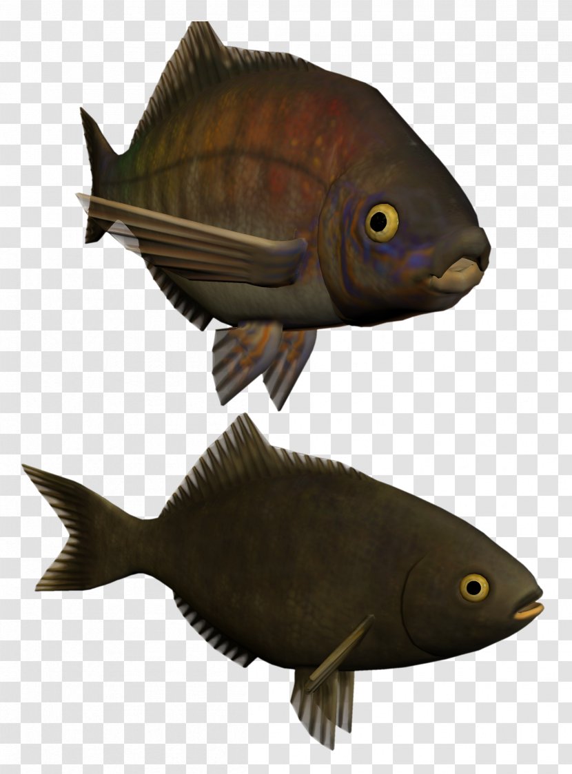 Fish Kipper Clip Art Perch - Biology Transparent PNG