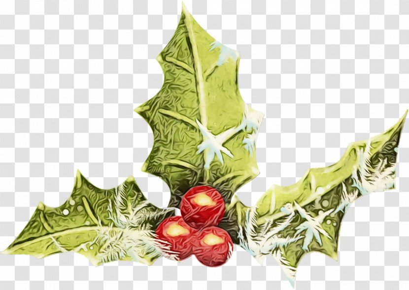 Holly - Plant - Tree Plane Transparent PNG