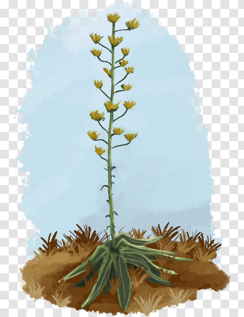 Agave Plant Stem Pine INAV DBX MSCI AC WORLD SF Flower - Inav Dbx Msci Ac World Sf Transparent PNG