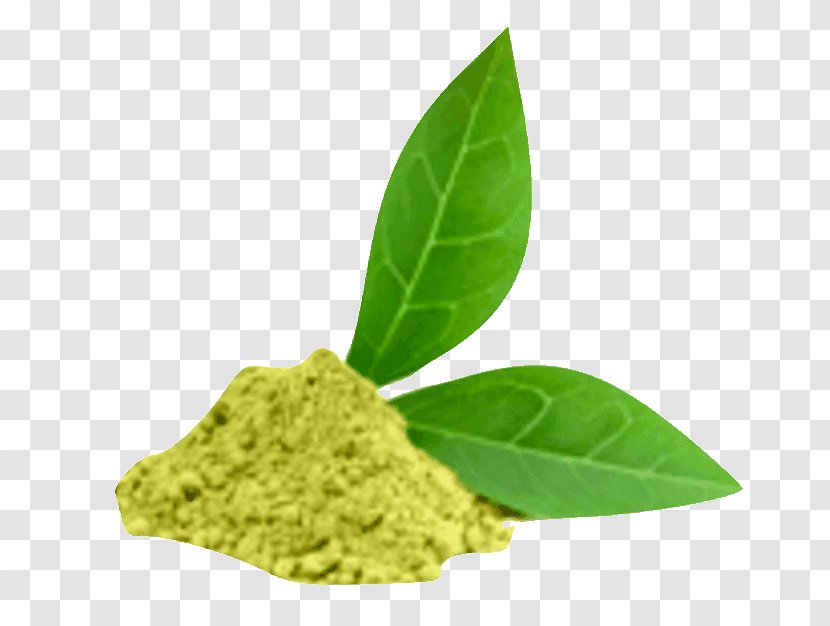 Green Tea Matcha Oolong Plant Transparent PNG