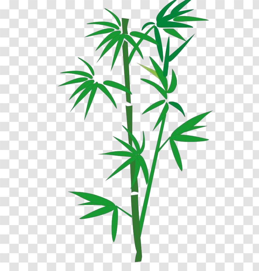 Bamboo Cartoon - Search Engine Transparent PNG